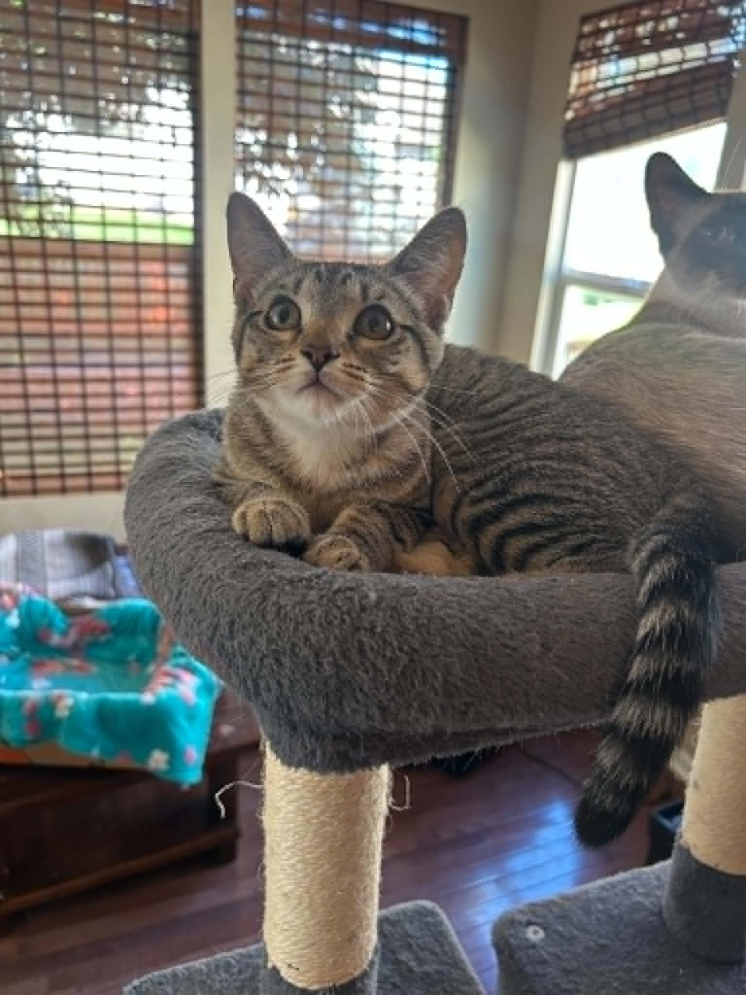 Nigel, ADOPTABLE, Kitten Male Domestic Short Hair.