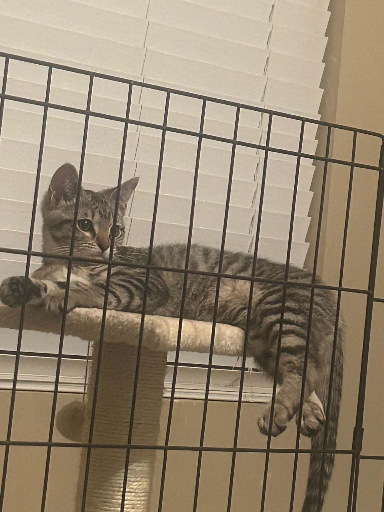 Nigel, a ADOPTABLE Domestic Short Hair in Overland Park, KS image 3/6