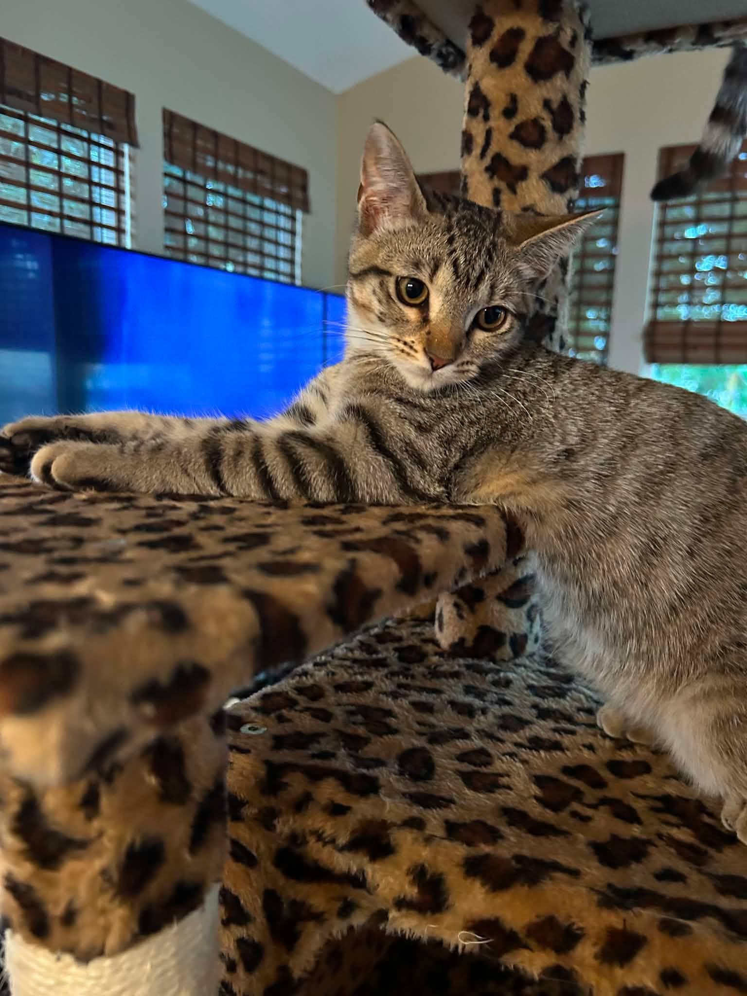 Nigel, a ADOPTABLE Domestic Short Hair in Overland Park, KS image 5/6