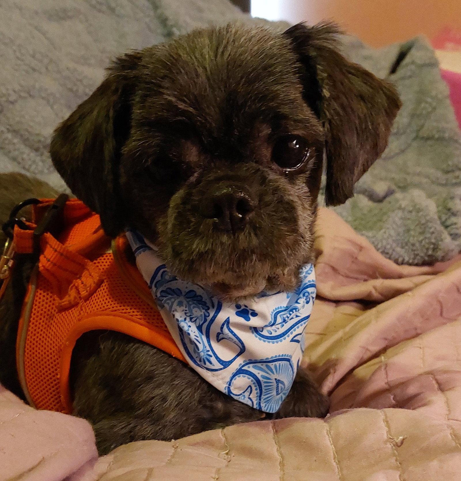 Enlarge Edwin-OS, a Adoptable Shih Tzu in Pataskala, OH image 1/3