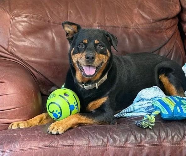 Enlarge Haley, a Adoptable Rottweiler in North Myrtle Beach, SC image 2/6