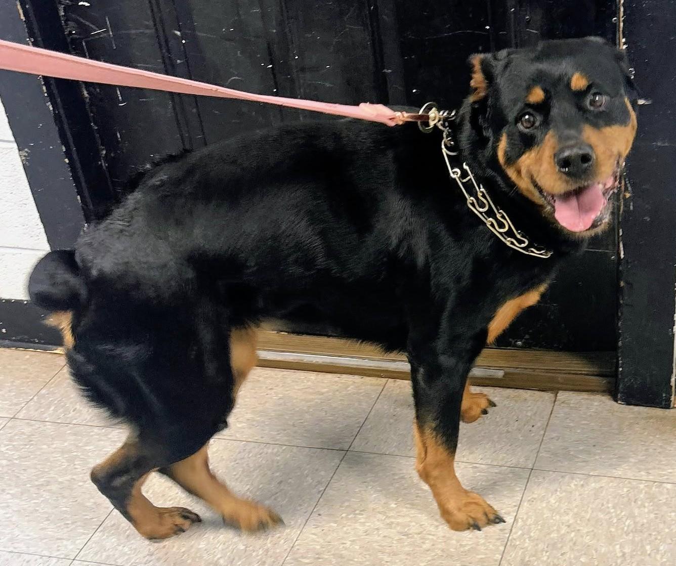 Enlarge Haley, a Adoptable Rottweiler in North Myrtle Beach, SC image 3/3