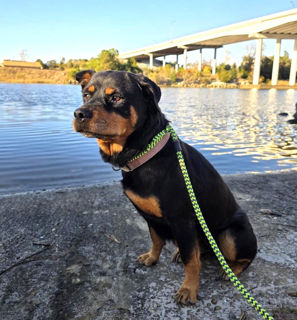 Enlarge Haley, a Adoptable Rottweiler in North Myrtle Beach, SC image 2/6