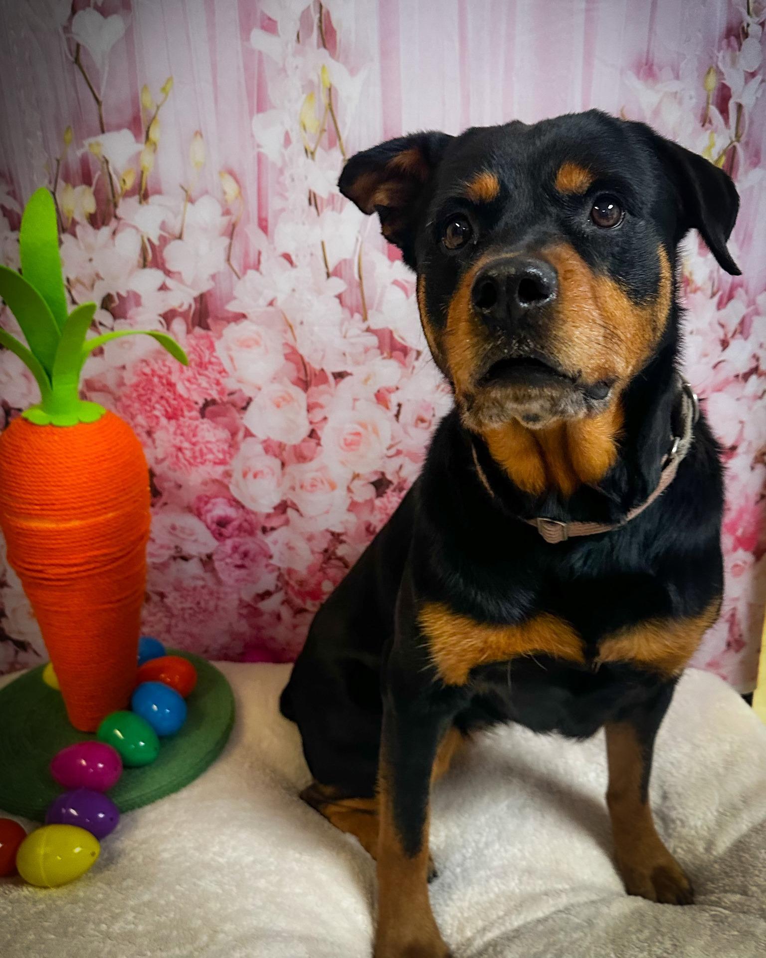 Enlarge Haley, a Adoptable Rottweiler in North Myrtle Beach, SC image 5/6