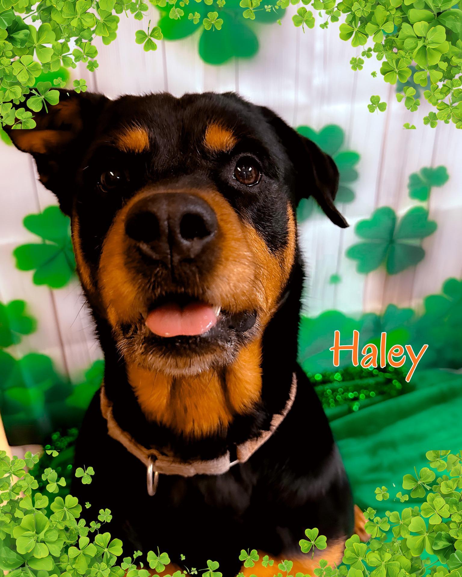 Enlarge Haley, a Adoptable Rottweiler in North Myrtle Beach, SC image 2/6