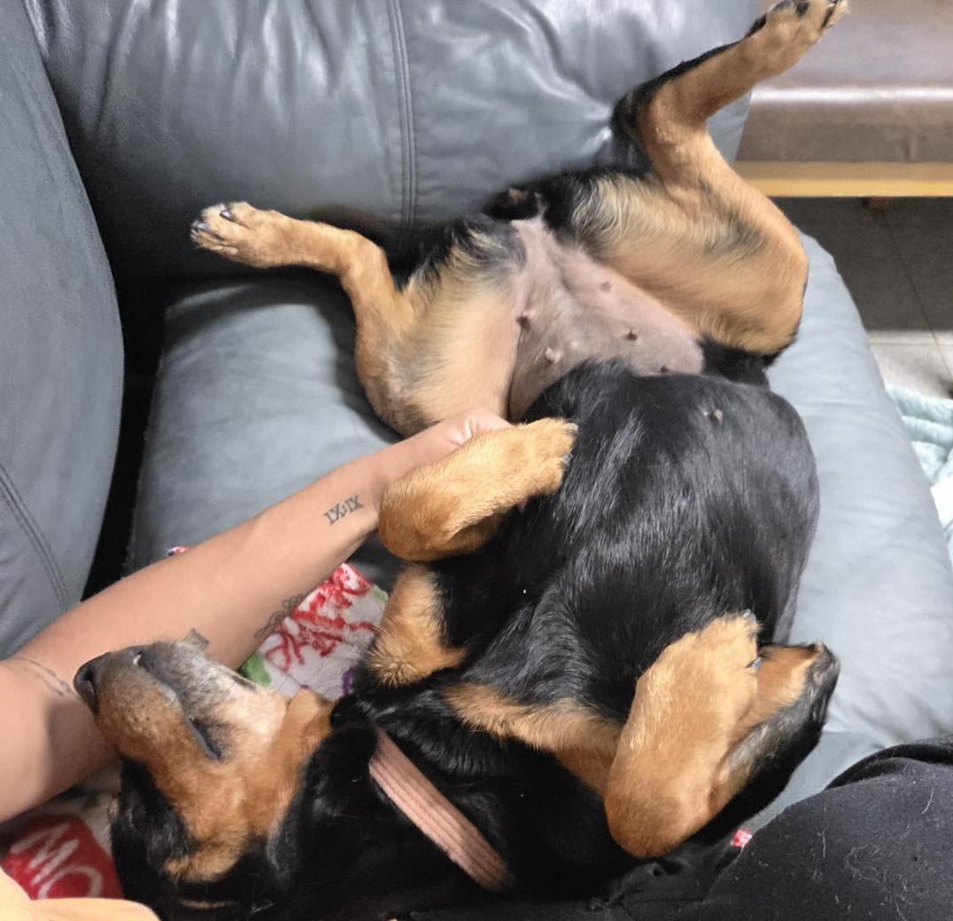 Enlarge Haley, a Adoptable Rottweiler in North Myrtle Beach, SC image 6/6