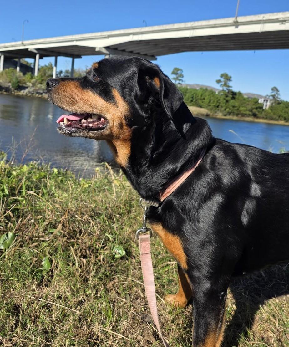 Enlarge Haley, a Adoptable Rottweiler in North Myrtle Beach, SC image 3/6