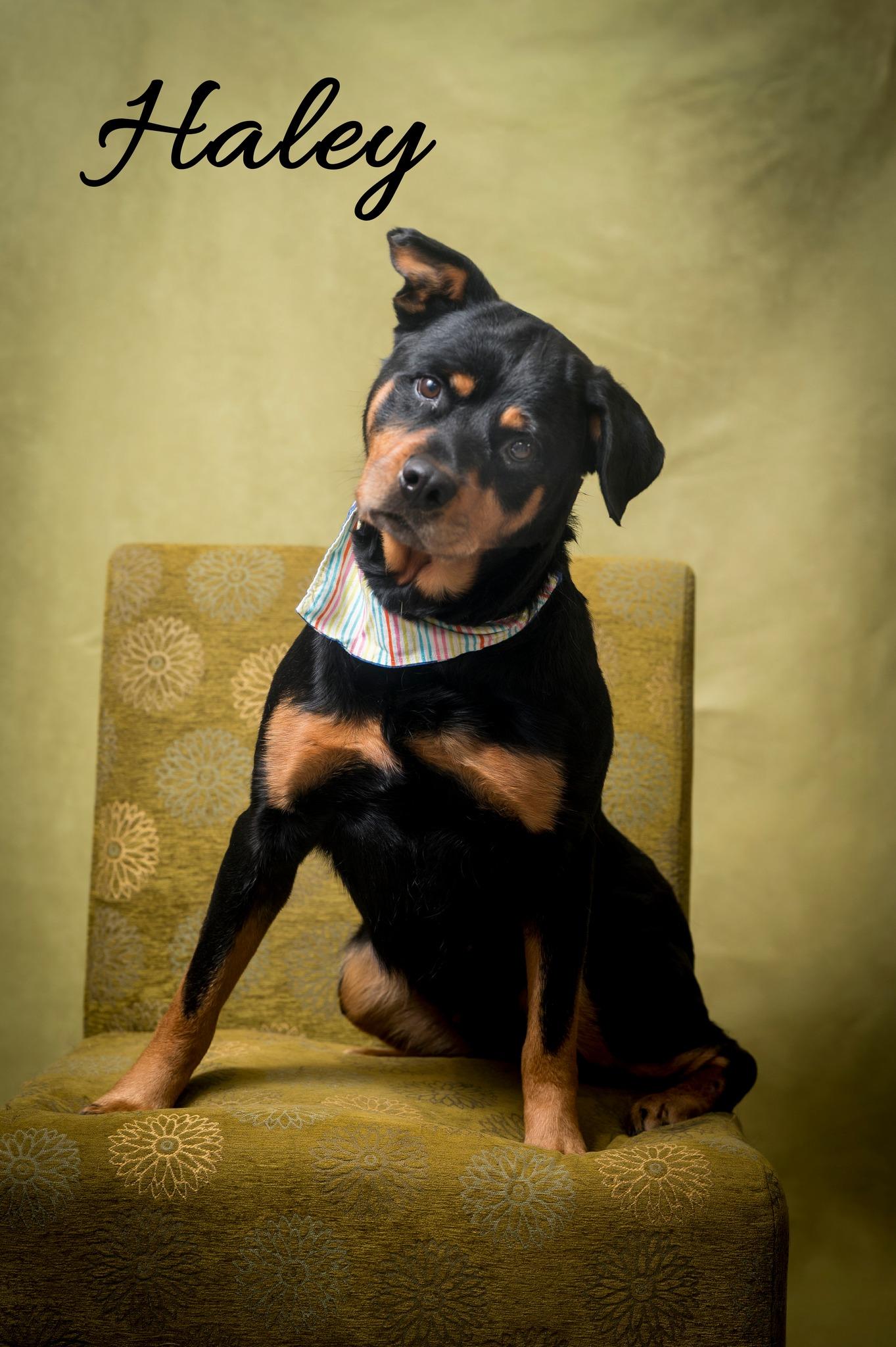 Haley, Adoptable, Adult Female Rottweiler.