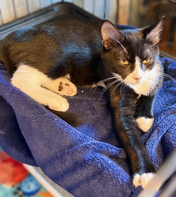 Enlarge Baquette, a Adoptable Tuxedo in Kalama, WA image 6/6