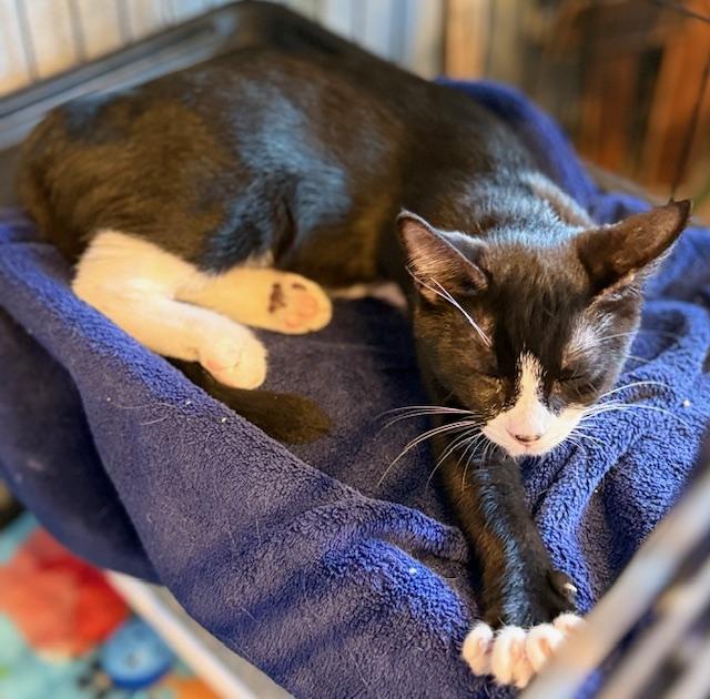 Enlarge Baquette, a Adoptable Tuxedo in Kalama, WA image 4/6