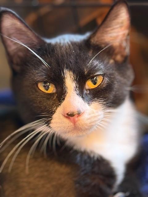 Baquette, Adoptable, Kitten Male Tuxedo.