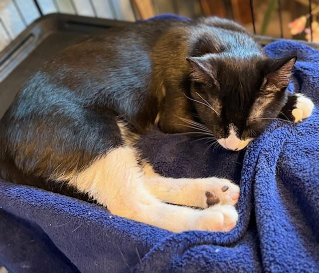 Enlarge Baquette, a Adoptable Tuxedo in Kalama, WA image 5/6