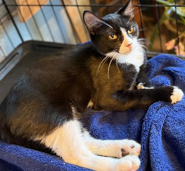 Enlarge Baquette, a Adoptable Tuxedo in Kalama, WA image 2/6