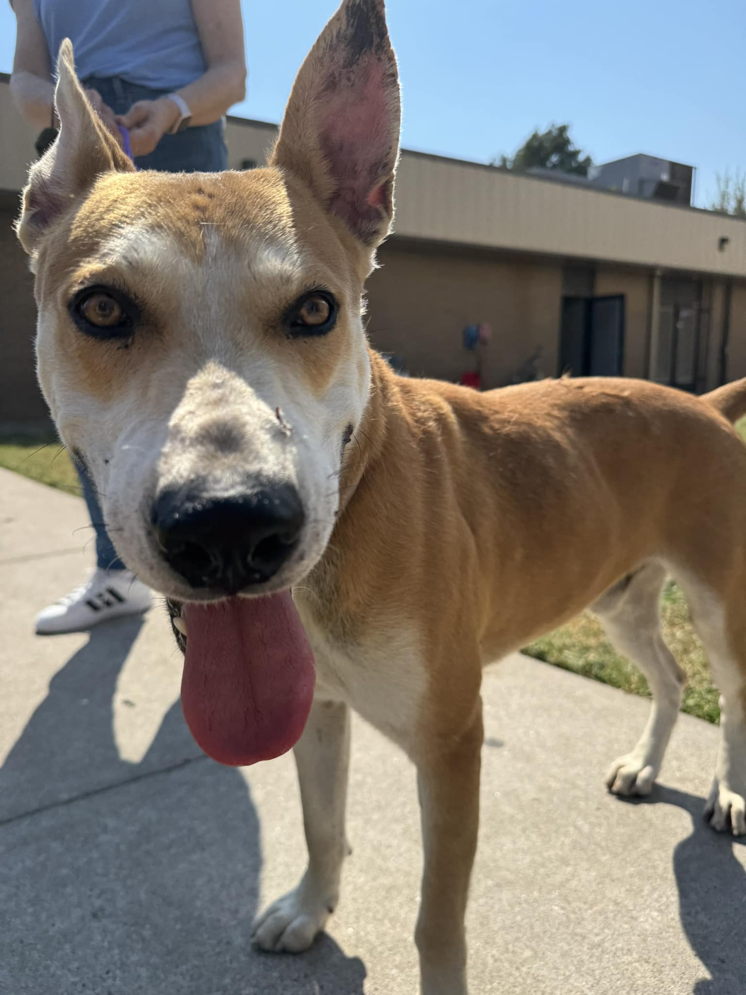Dog for adoption CONNOR 3 Year Old Carolina Dog Mix/Neutered/Uptodate on Shots