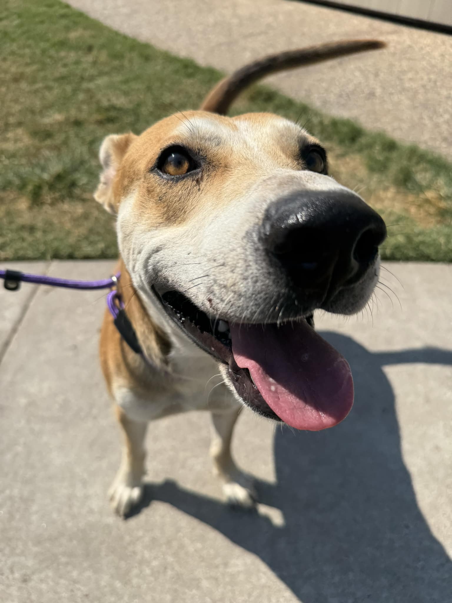 Dog for adoption CONNOR 3 Year Old Carolina Dog Mix/Neutered/Uptodate on Shots