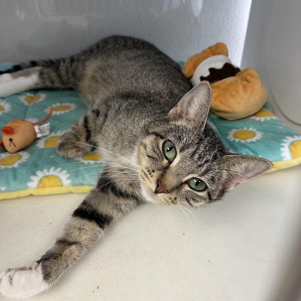 Stella, Adoptable, Adult Female Domestic Short Hair.