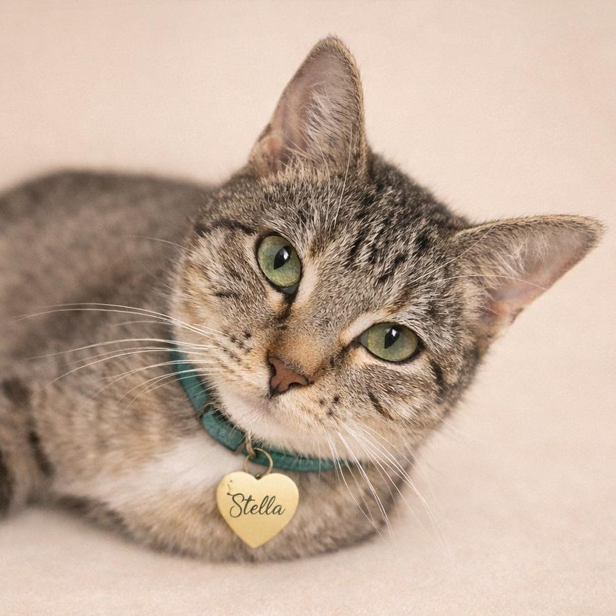 Enlarge Stella, a Adoptable Domestic Short Hair in Hannibal, MO image 2/2