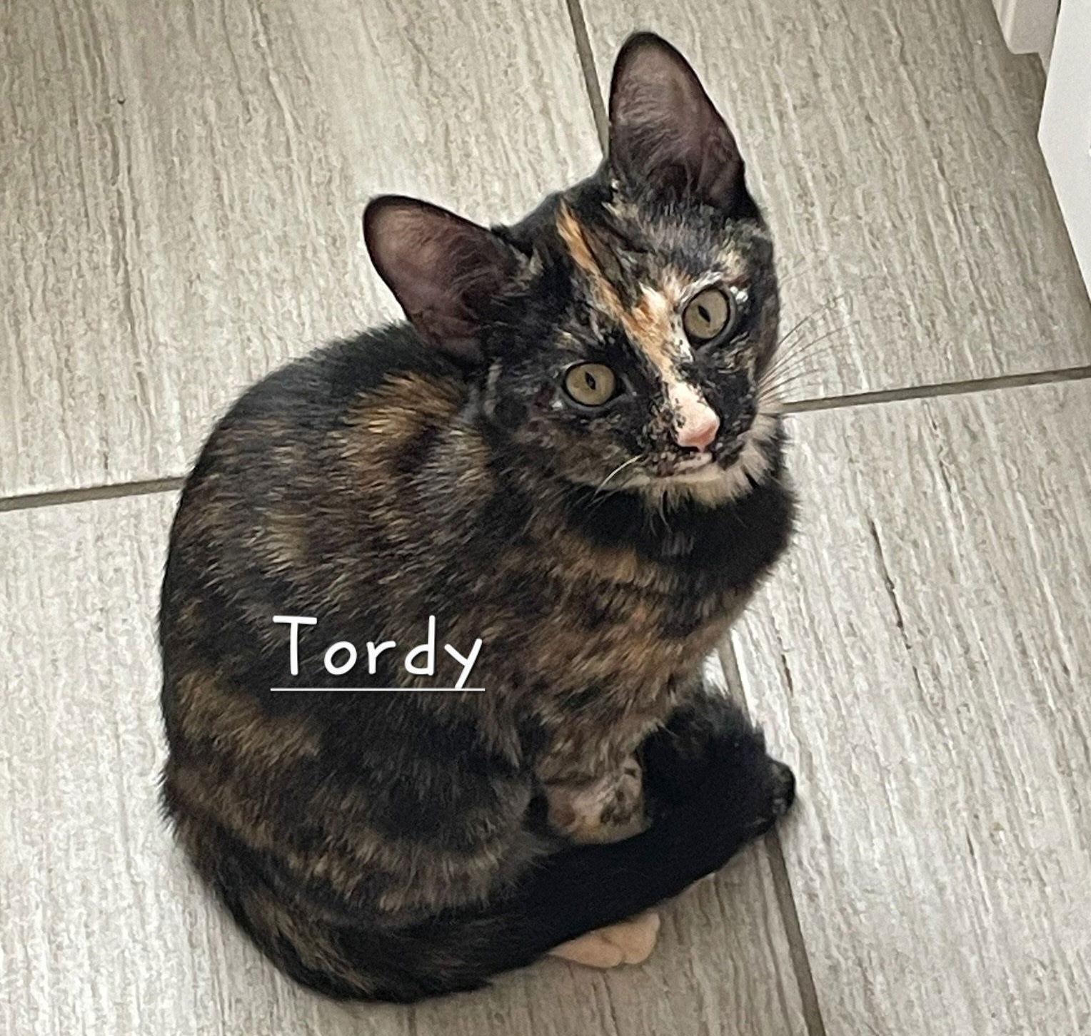 Tordy #litter-of-10, Adopted, Kitten Female Domestic Short Hair.