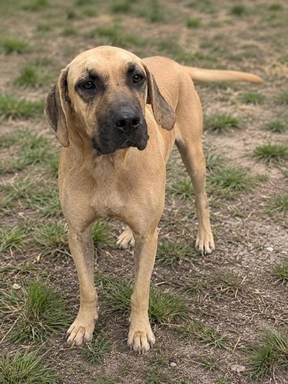 Clue, a ADOPTABLE mixed breed in Inverness, FL image 1/3