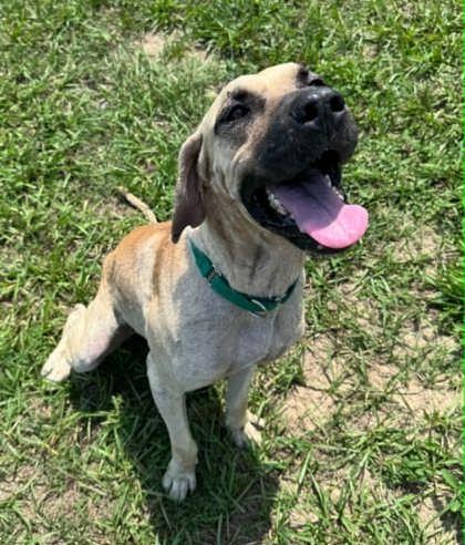 Clue, a ADOPTABLE mixed breed in Inverness, FL image 2/3