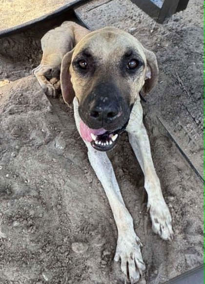 Clue, a ADOPTABLE mixed breed in Inverness, FL image 3/3