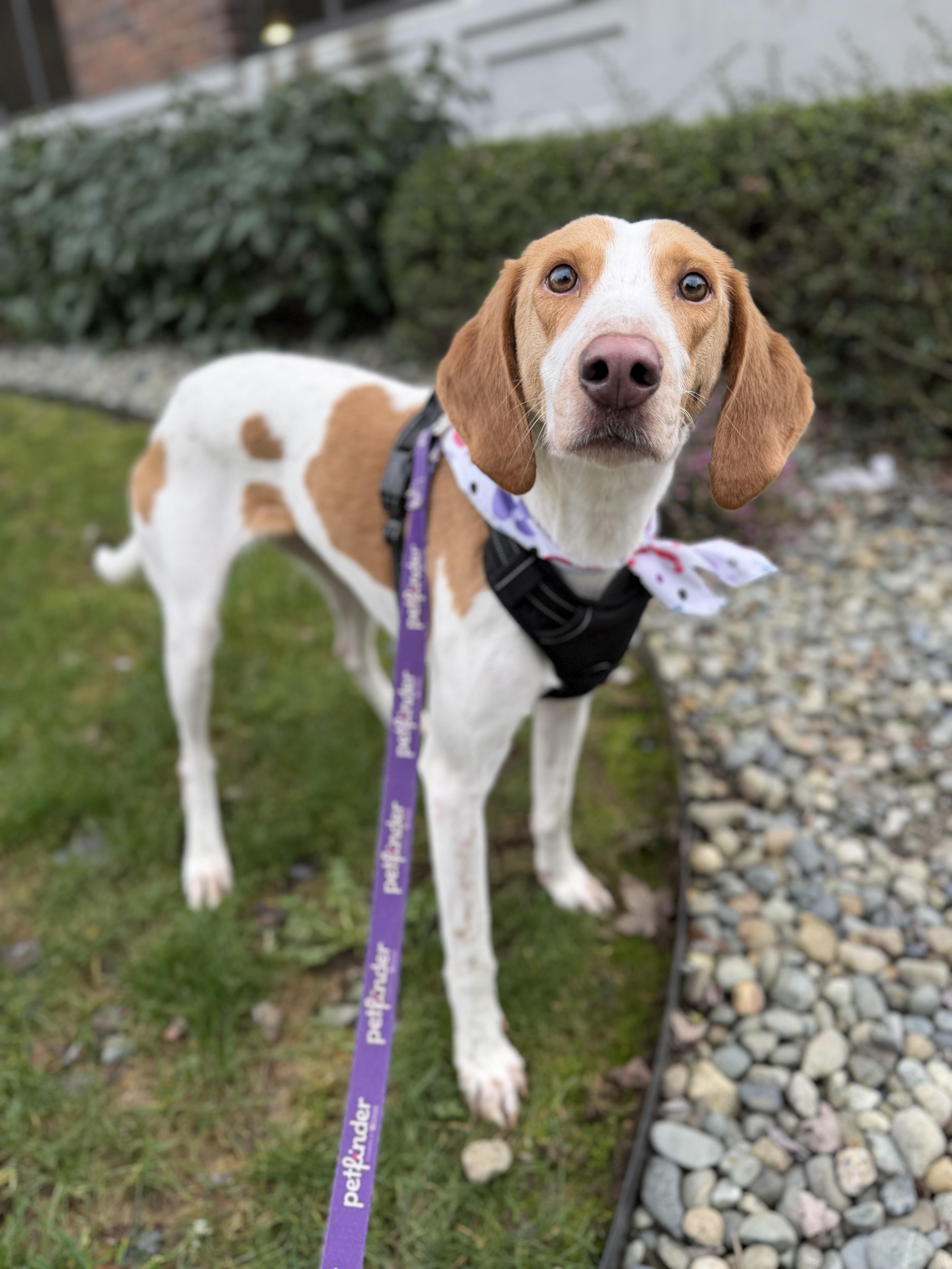 Enlarge Bessie, a ADOPTABLE mixed breed in lynnwood , WA image 2/6