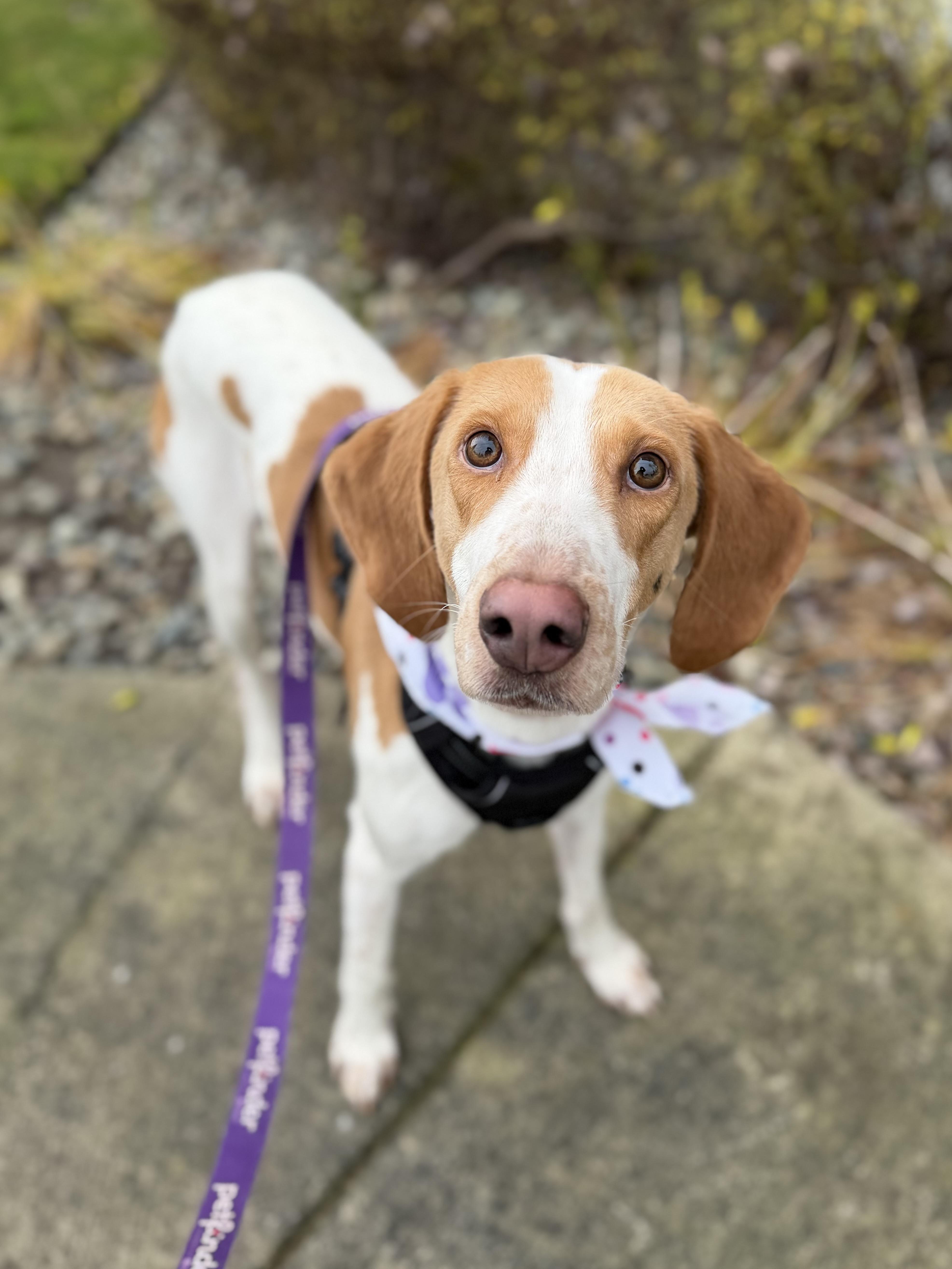 Enlarge Bessie, a ADOPTABLE mixed breed in lynnwood , WA image 3/6