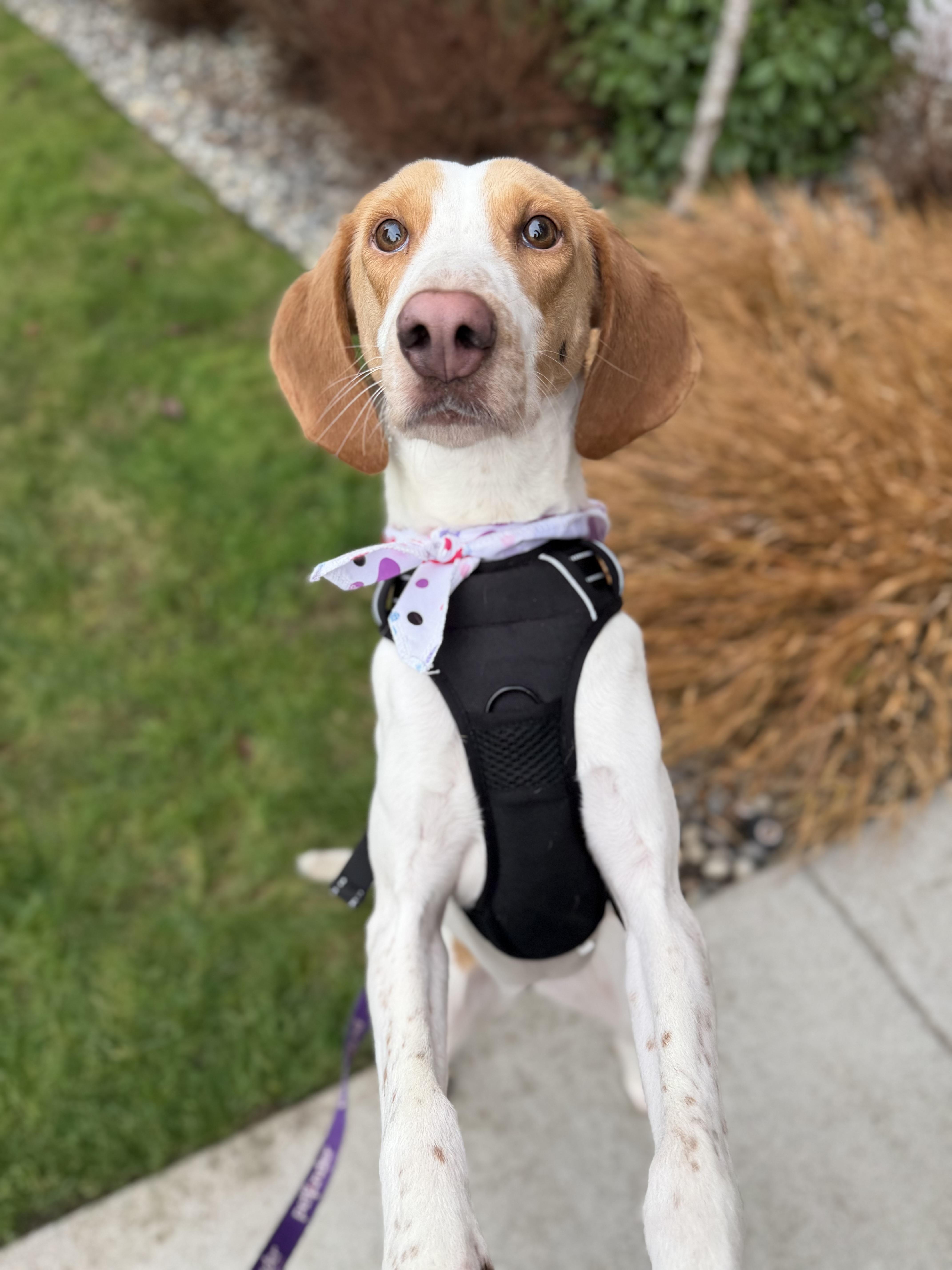Enlarge Bessie, a ADOPTABLE mixed breed in lynnwood , WA image 5/6