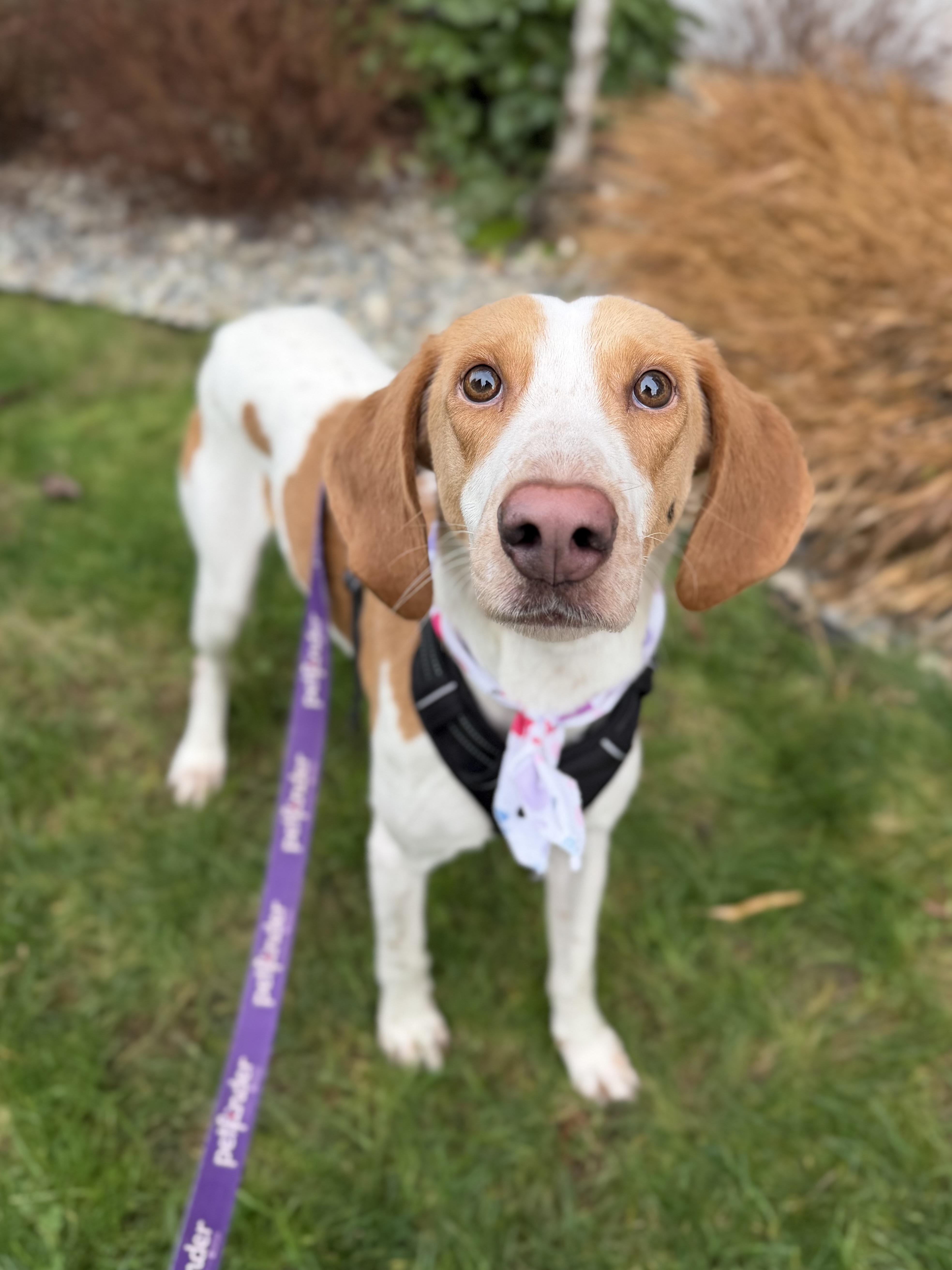 Bessie, ADOPTABLE, Adult Female Hound.