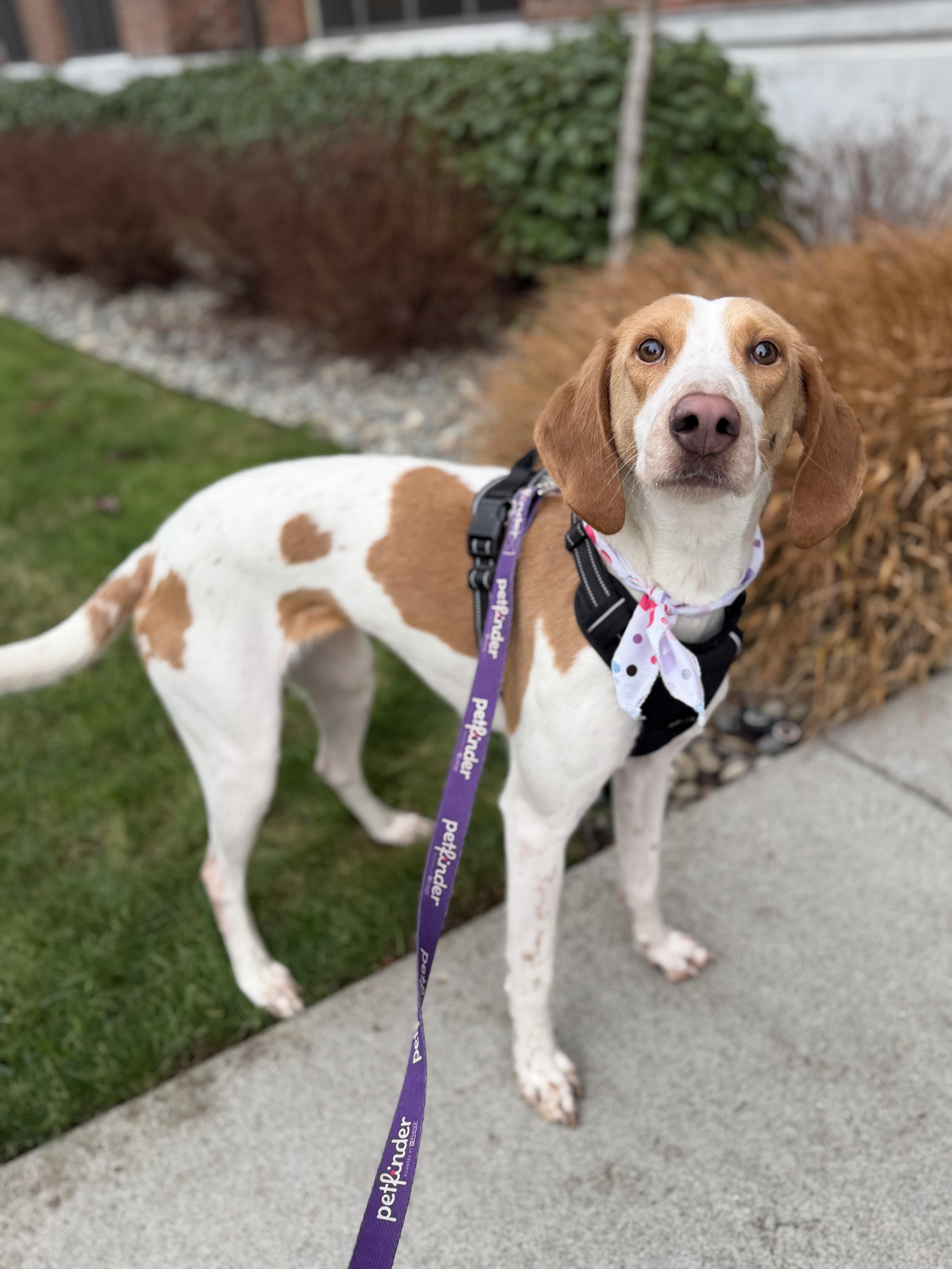Enlarge Bessie, a ADOPTABLE mixed breed in lynnwood , WA image 4/6