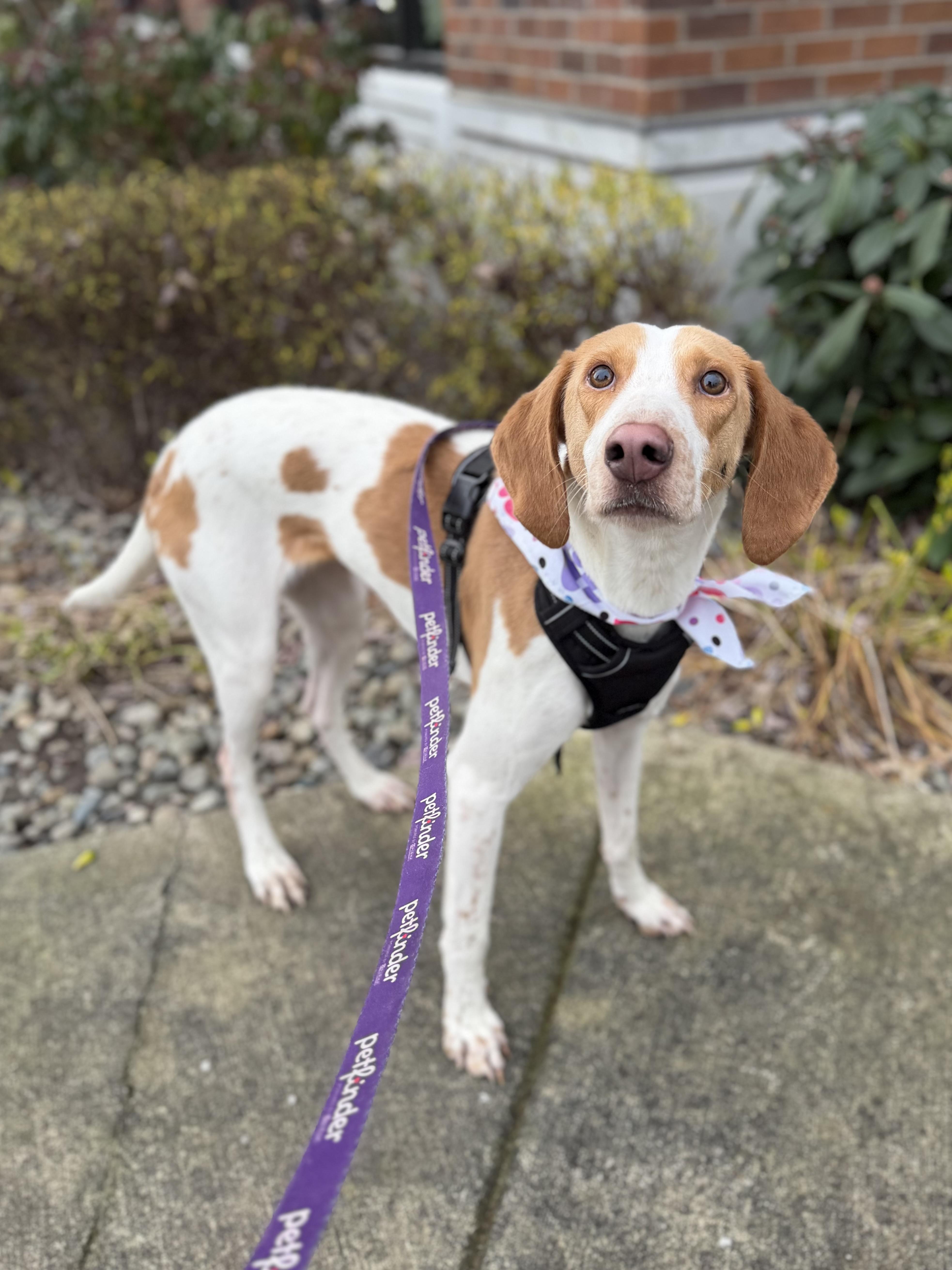 Enlarge Bessie, a ADOPTABLE mixed breed in lynnwood , WA image 6/6