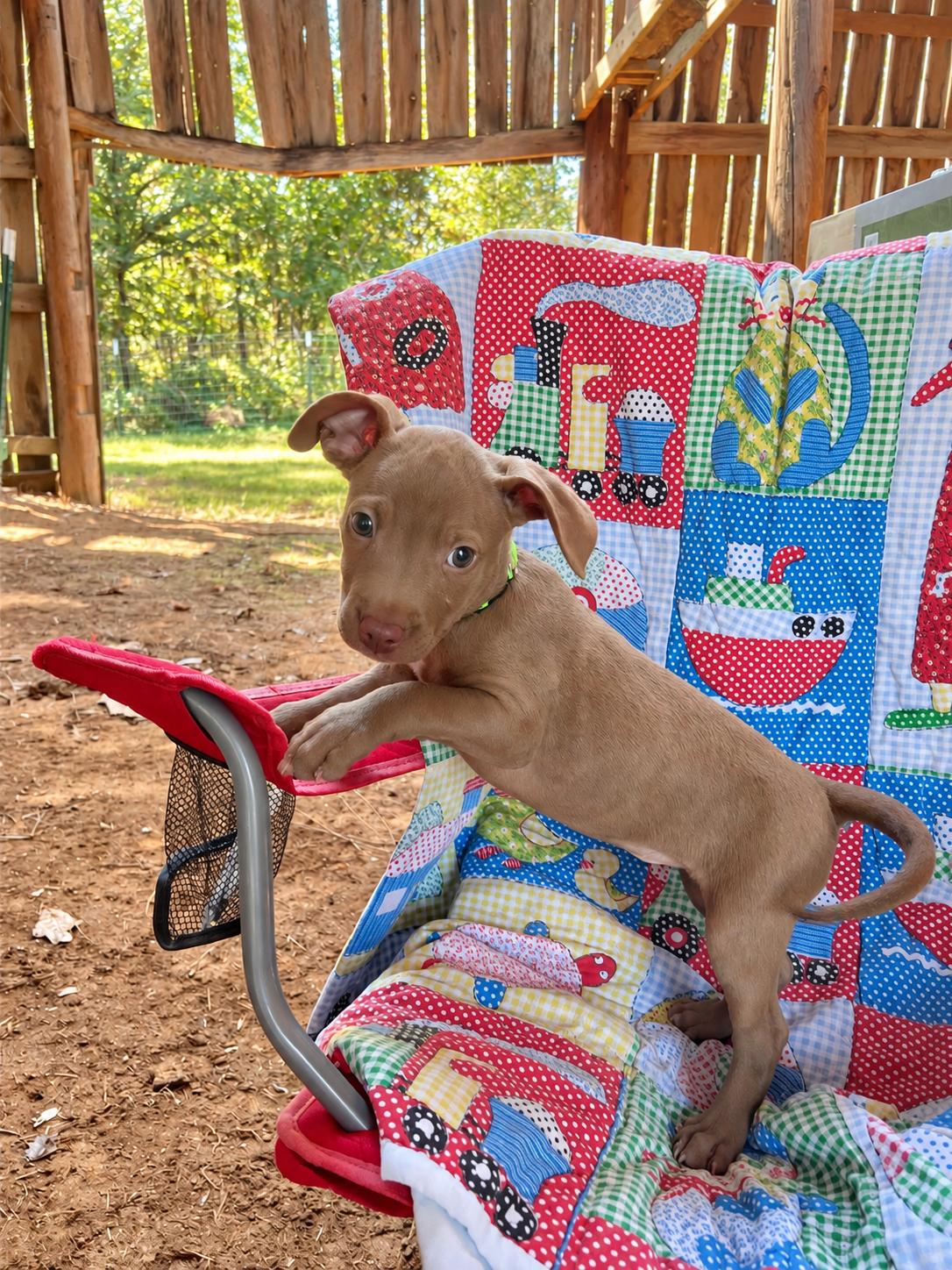 Enlarge Alibi West, a Adoptable mixed breed in Woburn, MA image 2/5