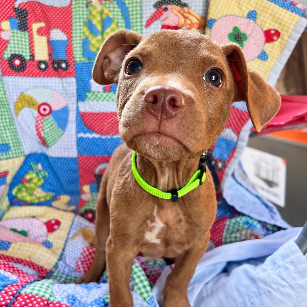 Enlarge Alibi West, a Adoptable mixed breed in Woburn, MA image 1/5