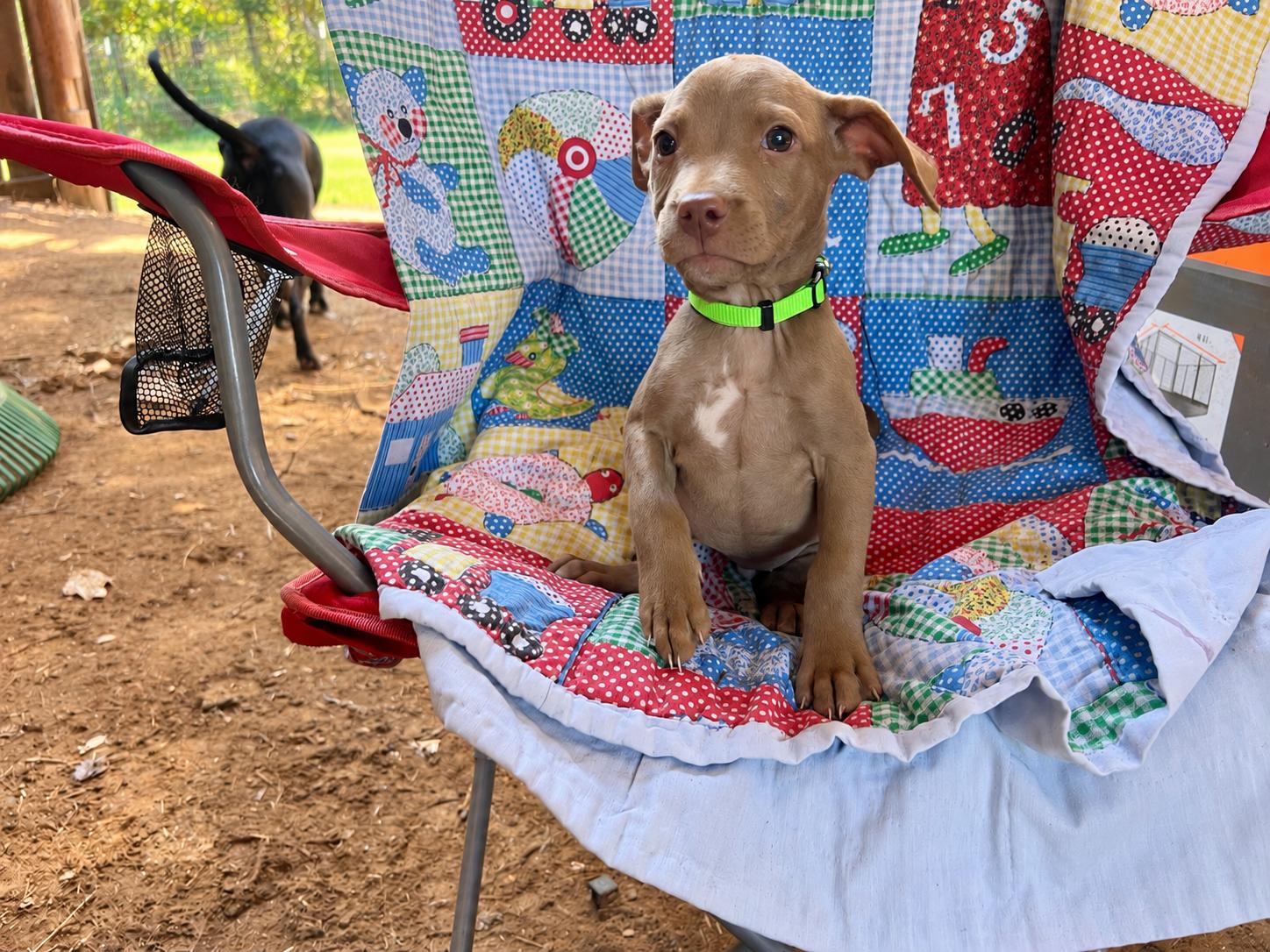 Enlarge Alibi West, a Adoptable mixed breed in Woburn, MA image 4/5