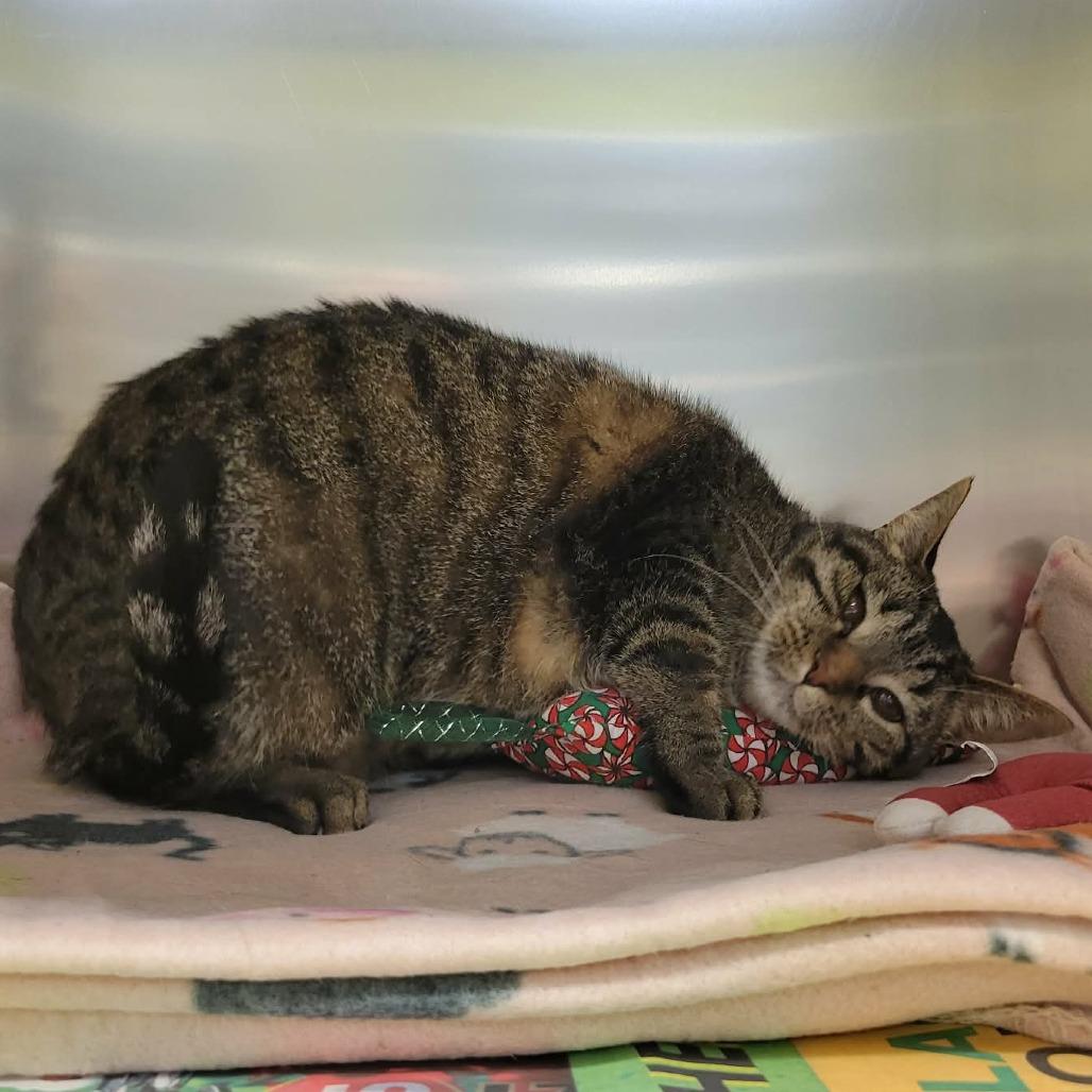 Enlarge Frodo Baggins (& Samwise Gamgee), a Adoptable Domestic Short Hair in Columbia, MO image 1/6