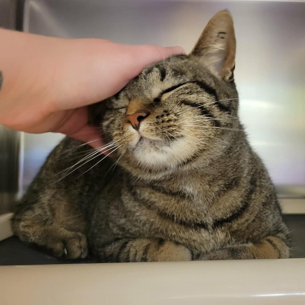 Enlarge Frodo Baggins (& Samwise Gamgee), a Adoptable Domestic Short Hair in Columbia, MO image 2/6