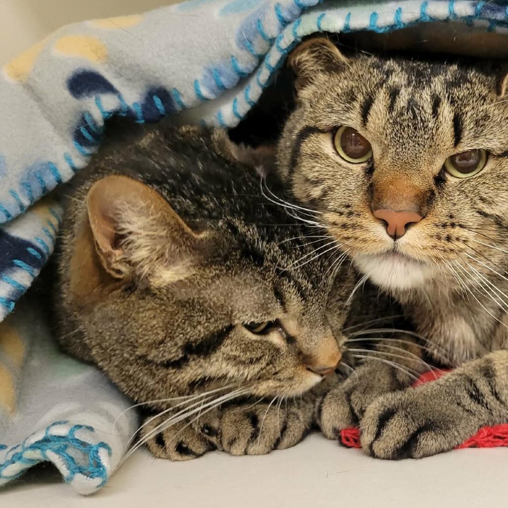 Enlarge Frodo Baggins (& Samwise Gamgee), a Adoptable Domestic Short Hair in Columbia, MO image 3/6