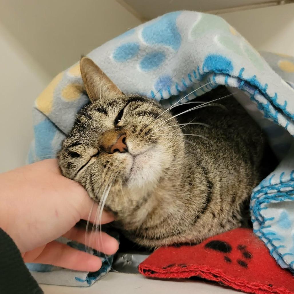 Enlarge Frodo Baggins (& Samwise Gamgee), a Adoptable Domestic Short Hair in Columbia, MO image 4/6