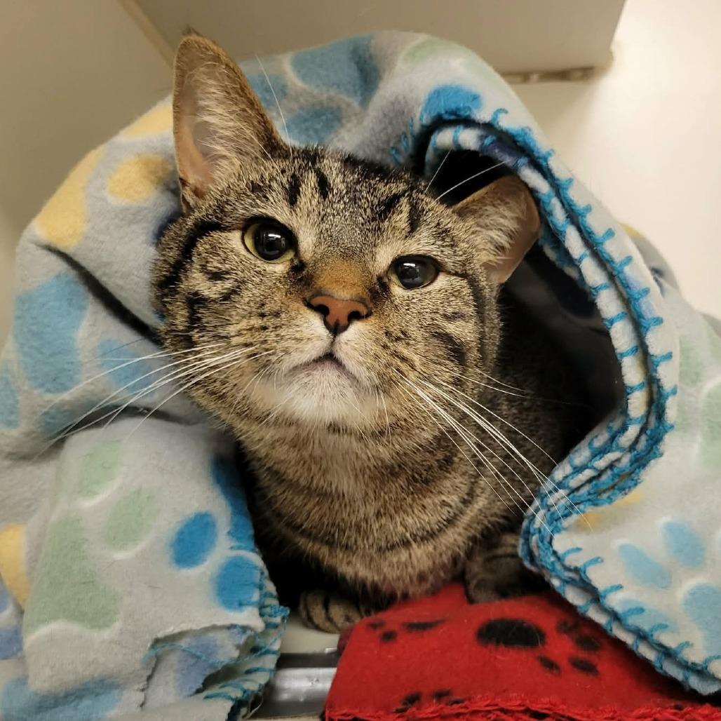 Enlarge Frodo Baggins (& Samwise Gamgee), a Adoptable Domestic Short Hair in Columbia, MO image 5/6