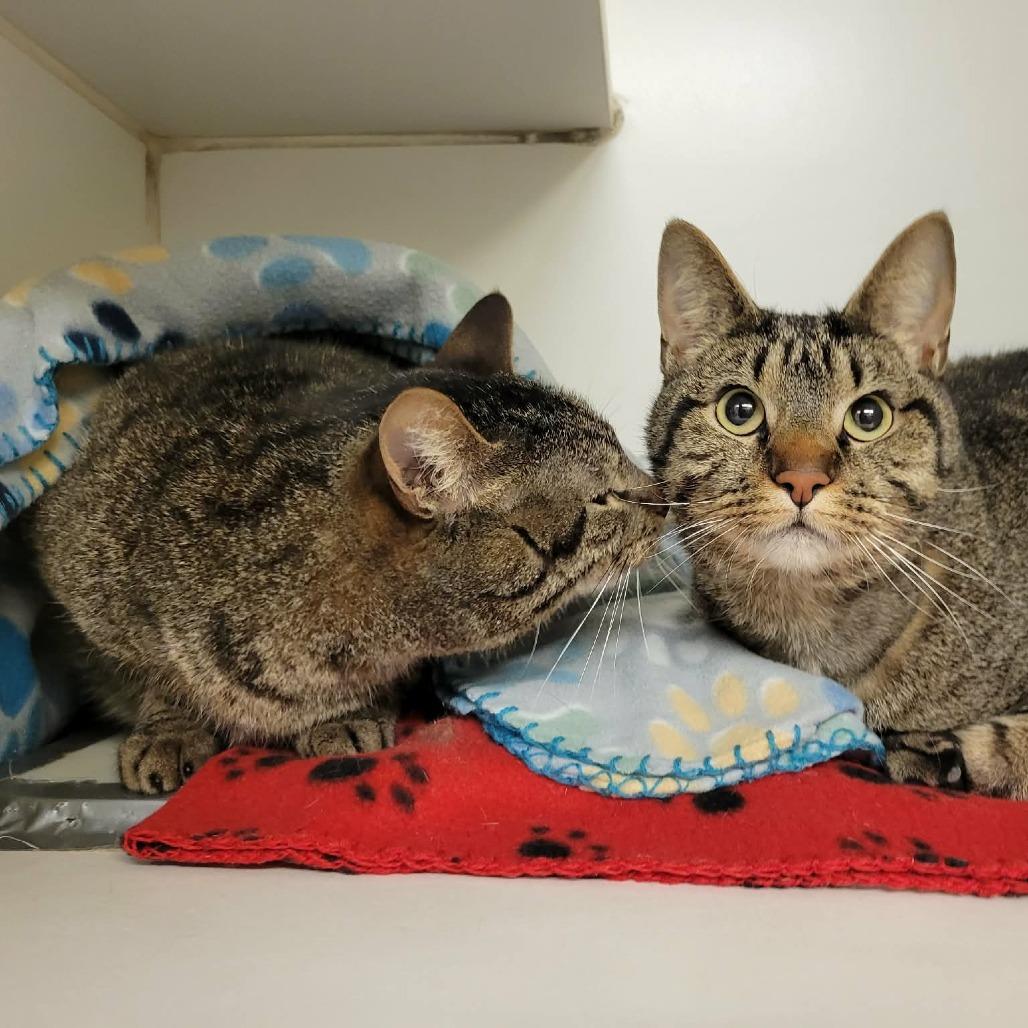 Enlarge Frodo Baggins (& Samwise Gamgee), a Adoptable Domestic Short Hair in Columbia, MO image 6/6