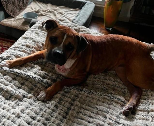 Enlarge Honey B, a ADOPTABLE mixed breed in Sheboygan, WI image 2/4