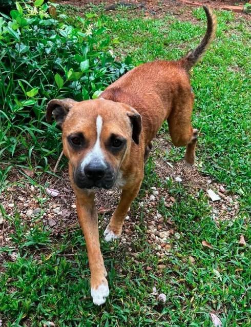 Enlarge Honey B, a ADOPTABLE mixed breed in Sheboygan, WI image 4/4
