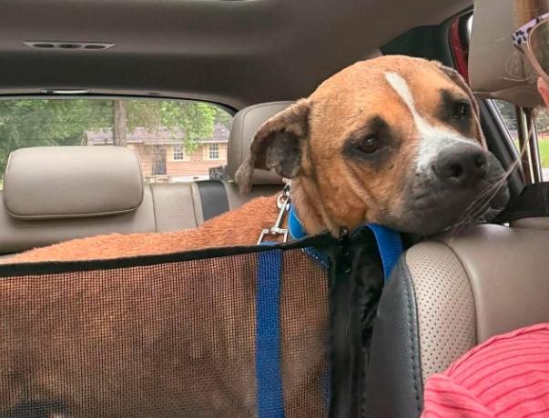 Enlarge Honey B, a ADOPTABLE mixed breed in Sheboygan, WI image 3/4