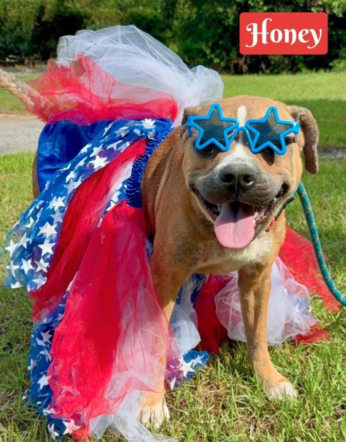 Honey B, ADOPTABLE, Adult Female Boxer & Terrier.