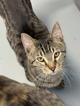 Cymbalta — thumbnail 2