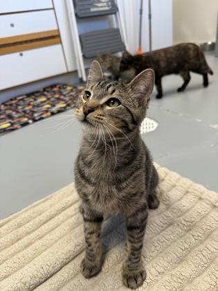 Cymbalta — thumbnail 3