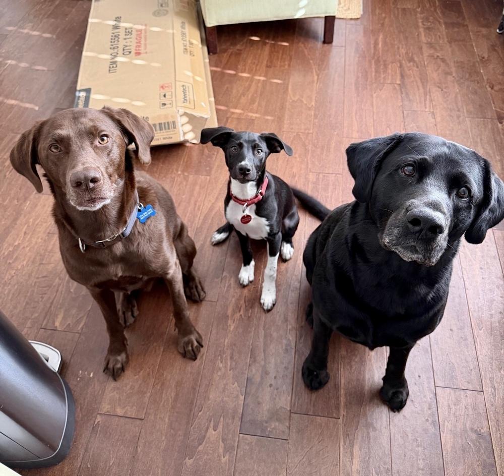 Rizzo, Adoptable, Puppy Male Border Collie & Labrador Retriever.