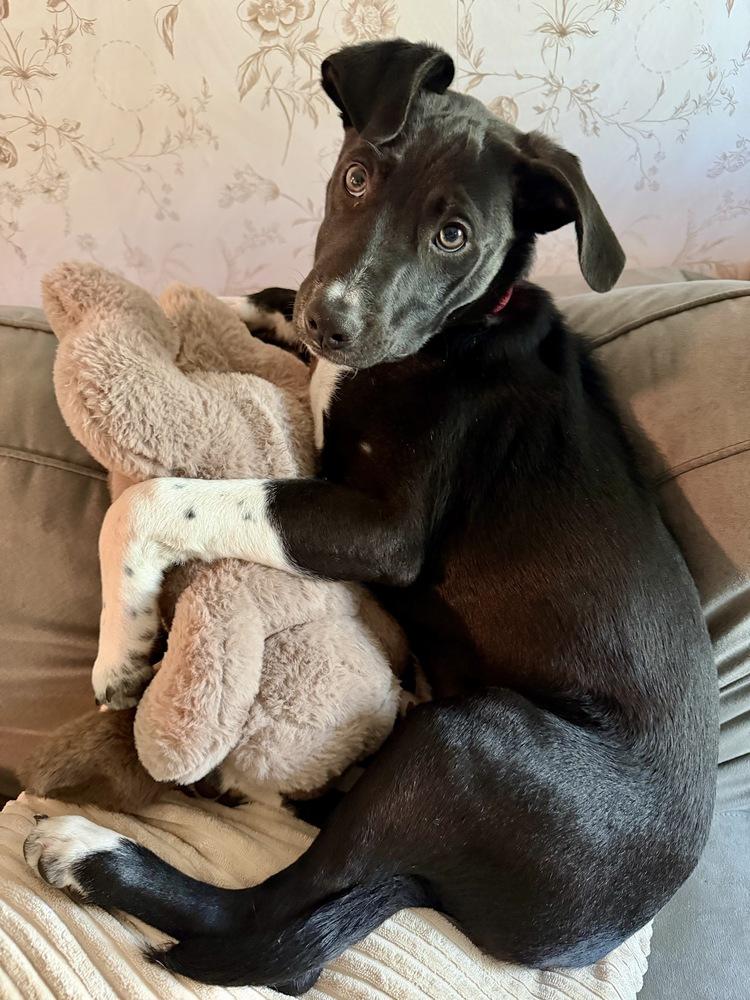 Enlarge Rizzo, a Adoptable mixed breed in Greenlawn, NY image 2/6