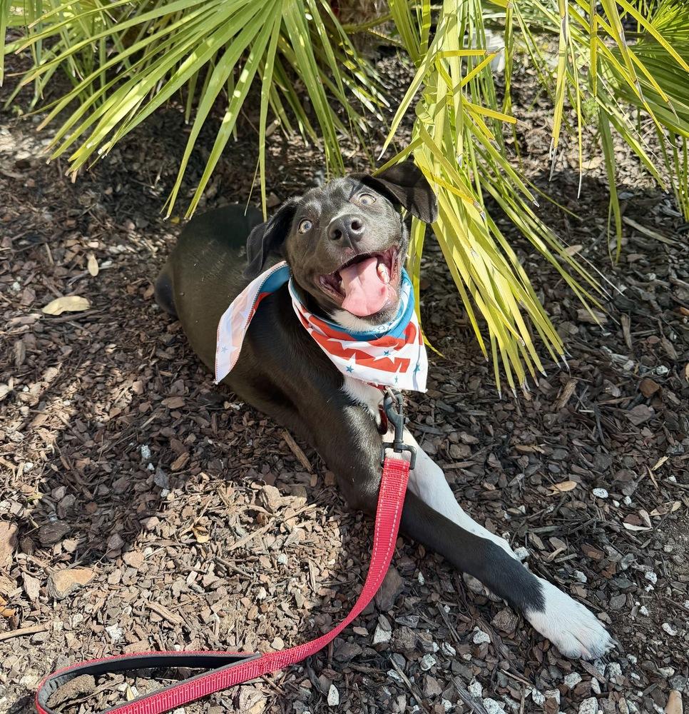 Enlarge Rizzo, a Adoptable mixed breed in Greenlawn, NY image 3/6