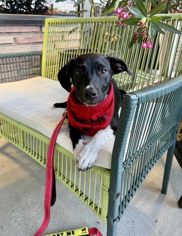 Enlarge Rizzo, a Adoptable mixed breed in Greenlawn, NY image 4/6